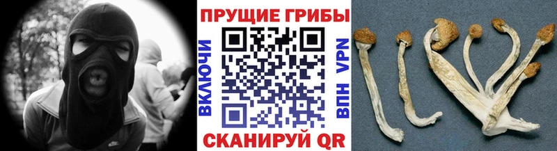 kraken Семёнов Галлюциногенные грибы GOLDEN TEACHER что такое наркотик